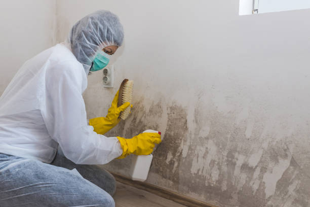 Best Toxic Mold Removal  in The Villages, FL