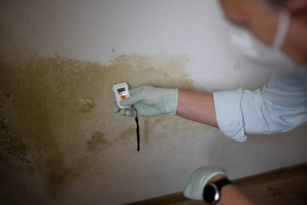 Best Mold Damage Repair  in The Villages, FL