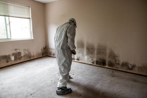 Best Mold Damage Repair  in The Villages, FL