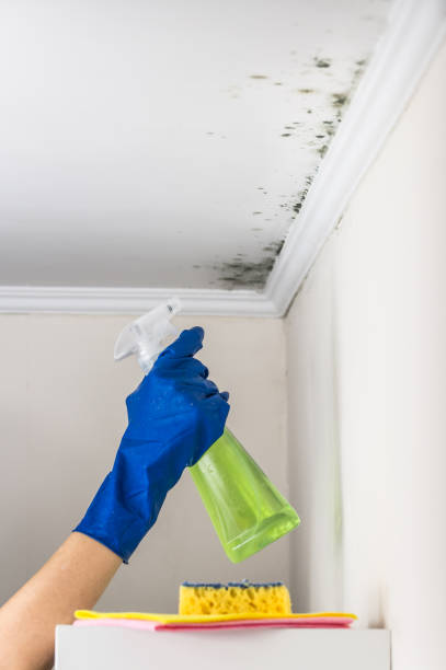 Best Black Mold Removal  in The Villages, FL